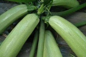 笋瓜网吃瓜,娱乐圈那些鲜为人知的吃瓜瞬间