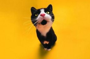 娱乐吃瓜君猫爷,揭秘娱乐圈那些不为人知的幕后故事