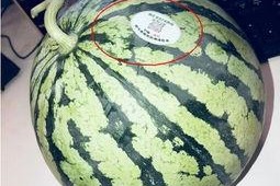 网红pk吃瓜,一场视觉与味蕾的盛宴