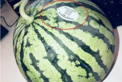 宁乡网红吃瓜,揭秘幕后故事与热门话题