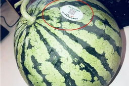 宁乡网红吃瓜,揭秘幕后故事与热门话题