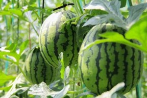 吃瓜网免费吃瓜